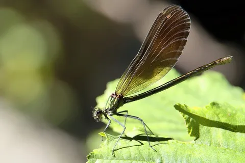 Libellule